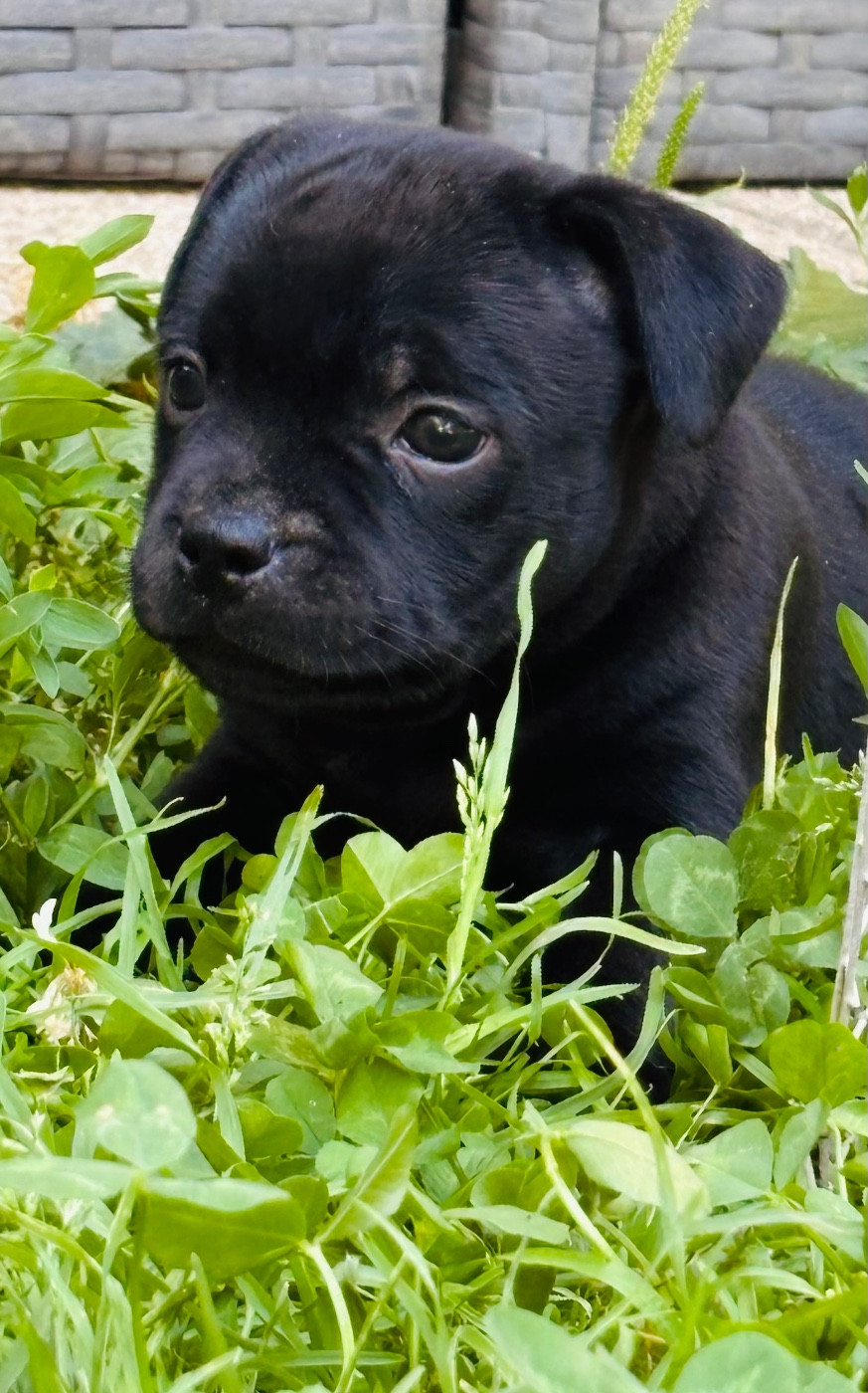 CHIOT 4