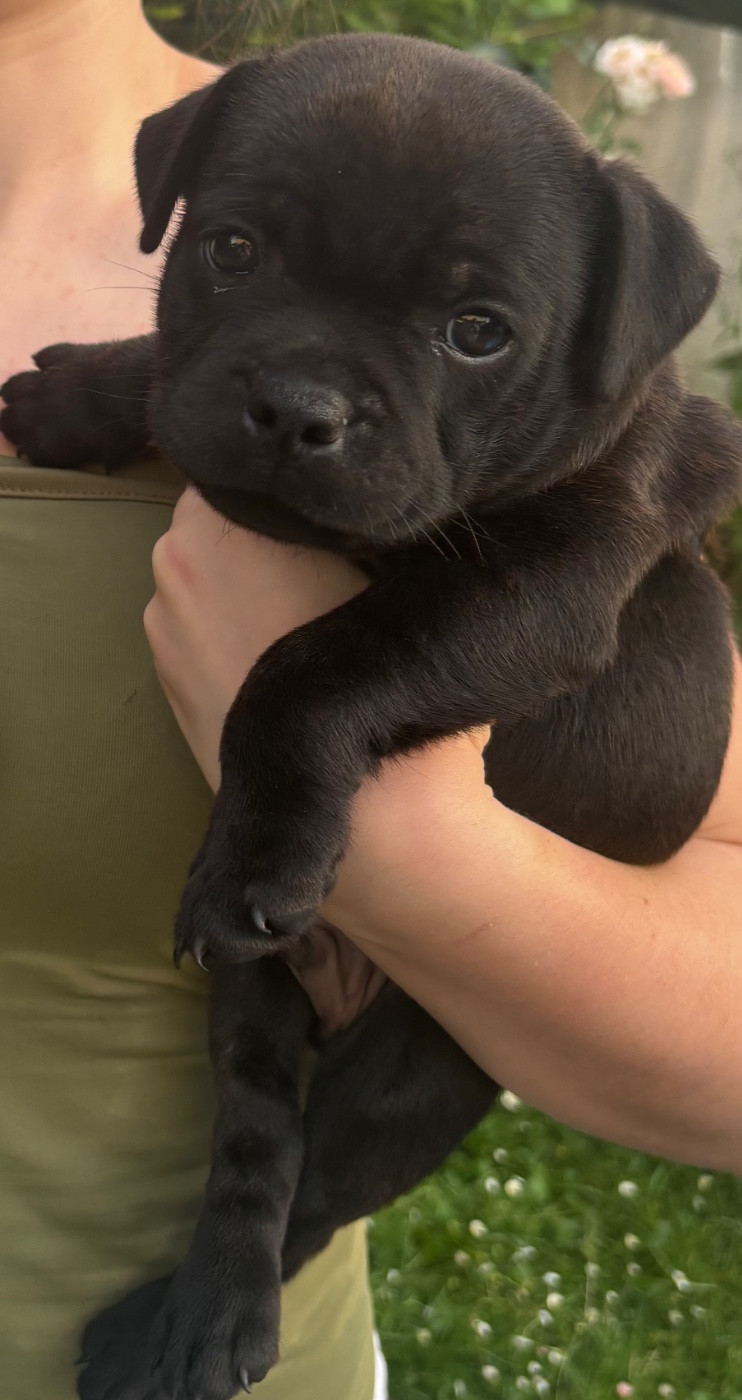 CHIOT 4