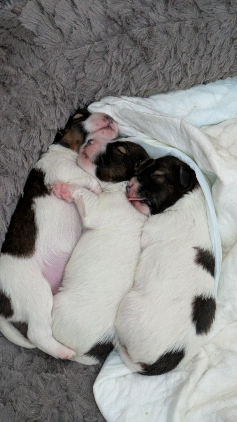 Epagneul nain Continental (Papillon) - Royaume Du Cerisier
