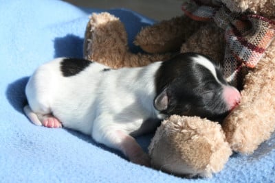 Les chiots de Epagneul nain Continental (Papillon)