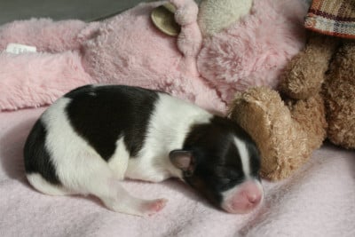 Les chiots de Epagneul nain Continental (Papillon)