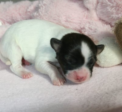 Les chiots de Epagneul nain Continental (Papillon)
