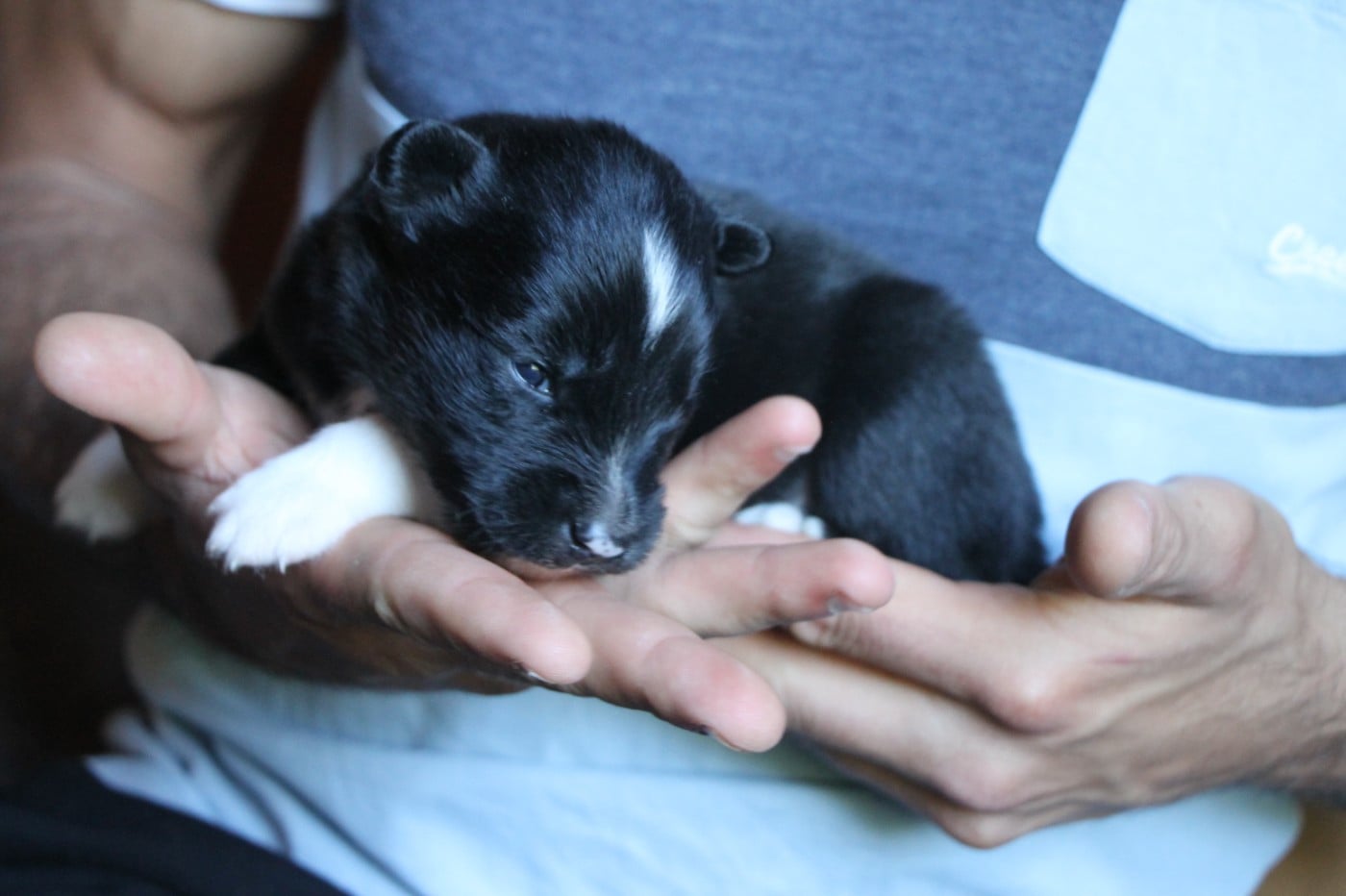 Laika de iakoutie - De Terre Sauvage Ariege
