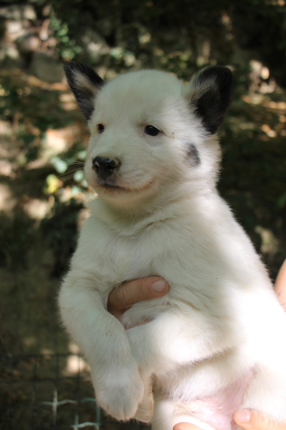 Laika de iakoutie - De Terre Sauvage Ariege