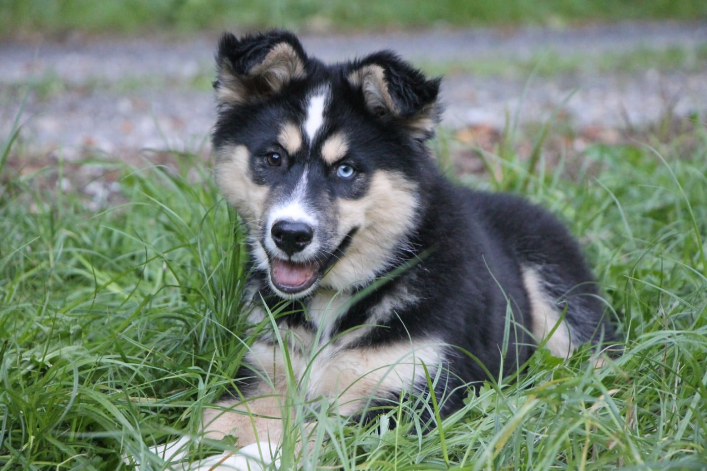 Laika de iakoutie - De Terre Sauvage Ariege