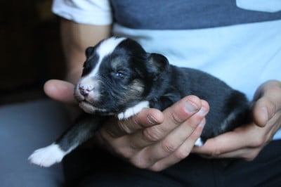Les chiots de Laika de iakoutie