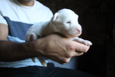 Les chiots de Laika de iakoutie