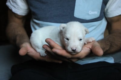 Les chiots de Laika de iakoutie