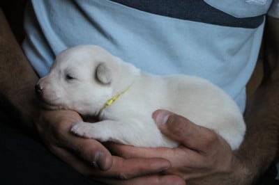 Les chiots de Laika de iakoutie