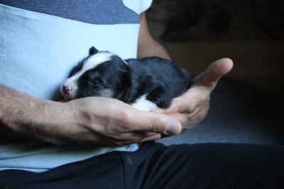 Les chiots de Laika de iakoutie