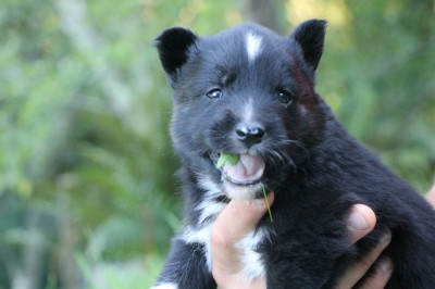 Les chiots de Laika de iakoutie