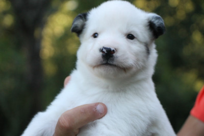 Les chiots de Laika de iakoutie