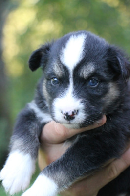 Les chiots de Laika de iakoutie