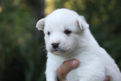 Les chiots de Laika de iakoutie