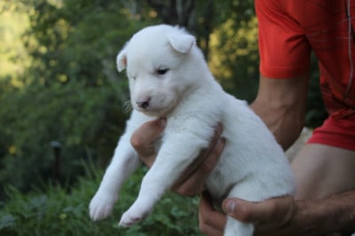 Les chiots de Laika de iakoutie