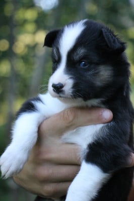 Les chiots de Laika de iakoutie
