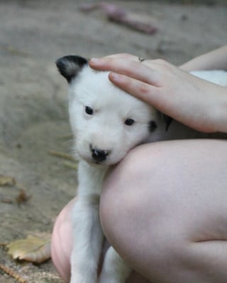 Les chiots de Laika de iakoutie