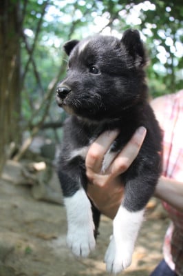 Les chiots de Laika de iakoutie
