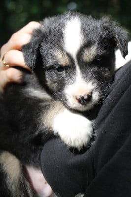 Les chiots de Laika de iakoutie