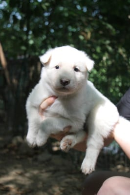 Les chiots de Laika de iakoutie