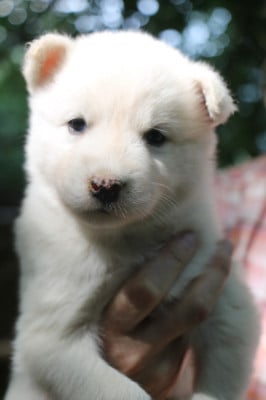 Les chiots de Laika de iakoutie