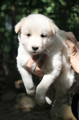 Les chiots de Laika de iakoutie