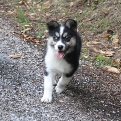 Les chiots de Laika de iakoutie