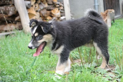 Les chiots de Laika de iakoutie