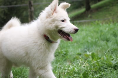 Les chiots de Laika de iakoutie