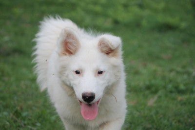 Les chiots de Laika de iakoutie