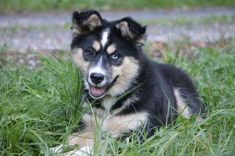 Laika de iakoutie - De Terre Sauvage Ariege