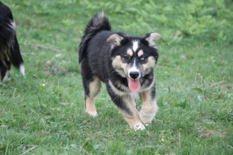 Laika de iakoutie - De Terre Sauvage Ariege