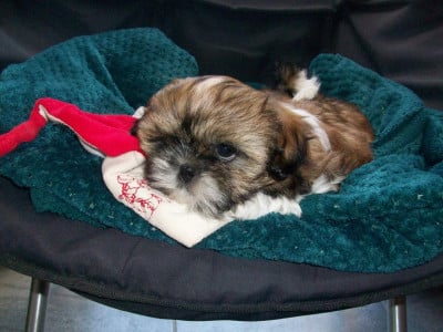 Les chiots de Shih Tzu