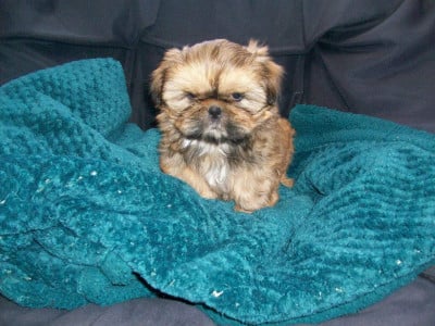 Les chiots de Shih Tzu