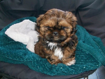 Les chiots de Shih Tzu
