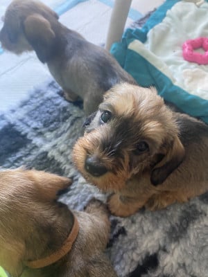 Les chiots de Teckel poil dur