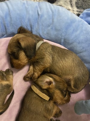 Les chiots de Teckel poil dur
