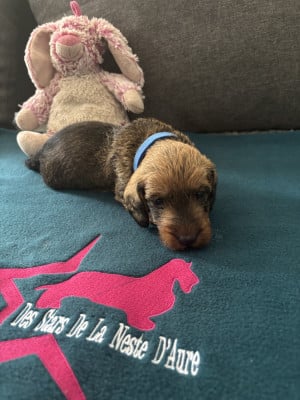 Les chiots de Teckel poil dur