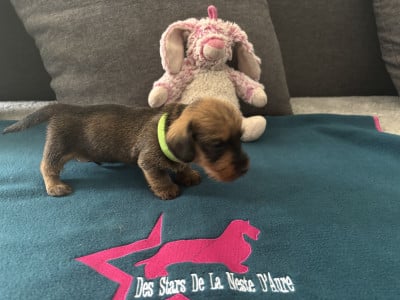 Les chiots de Teckel poil dur
