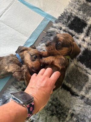 Les chiots de Teckel poil dur
