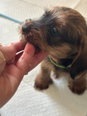 Les chiots de Teckel poil dur