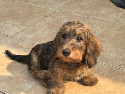Les chiots de Teckel poil dur