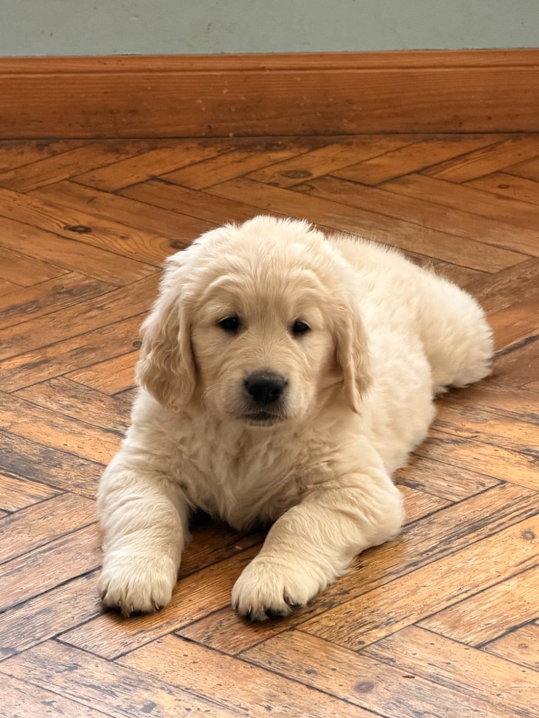basile - Golden Retriever