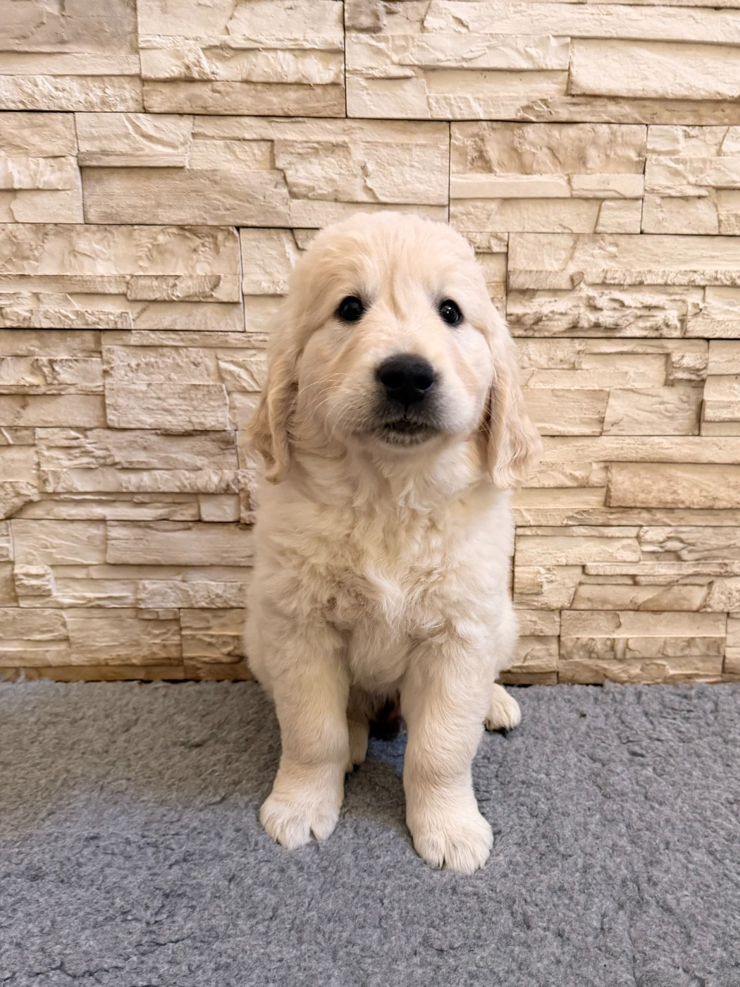 balthazar - Golden Retriever
