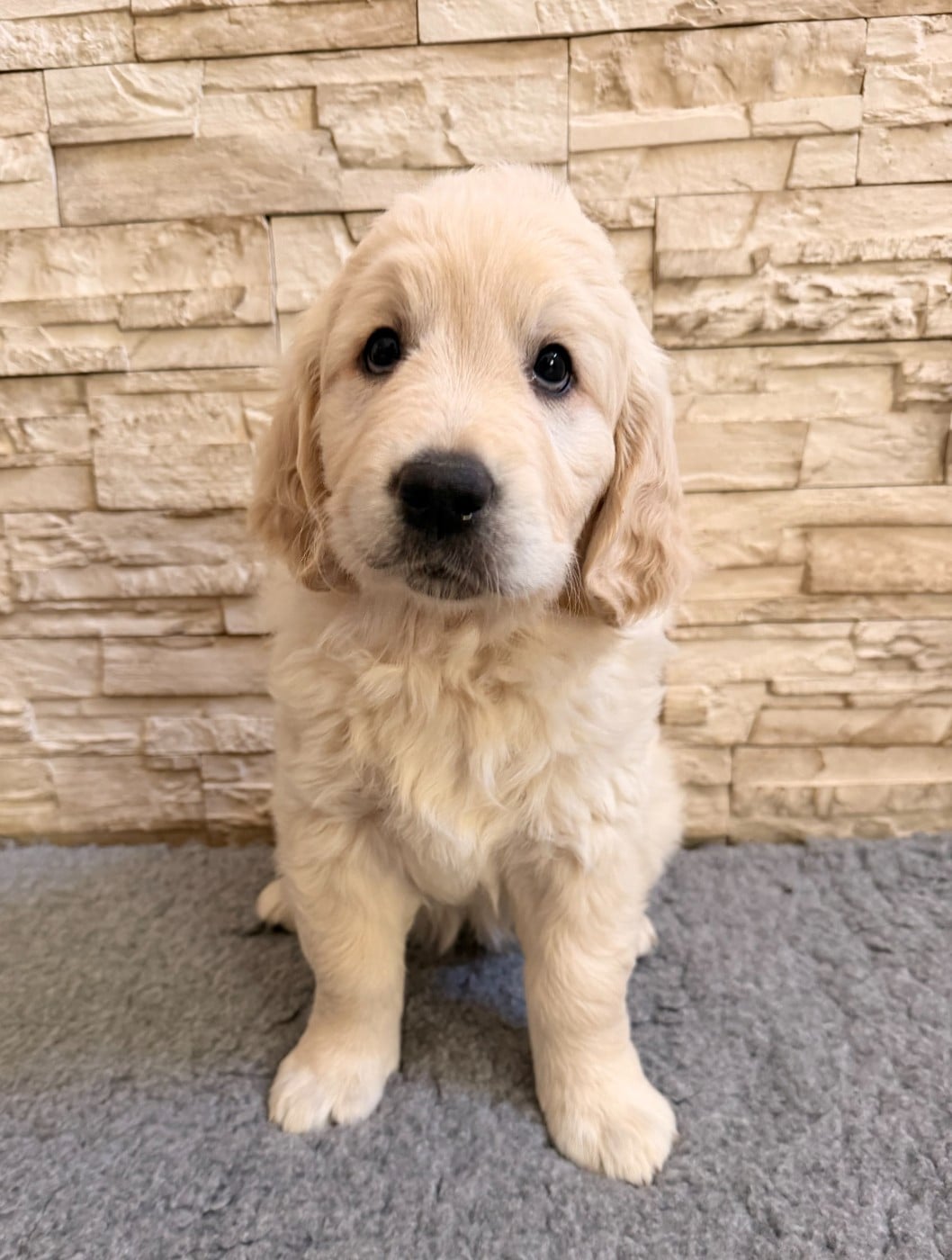 b'pimousse - Golden Retriever