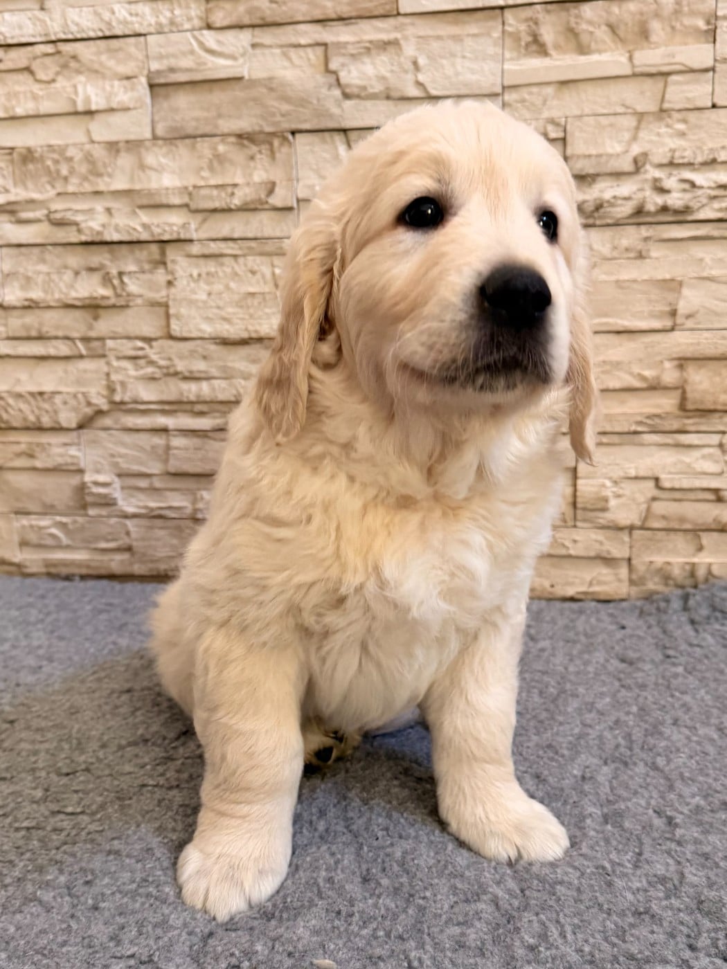 bowie - Golden Retriever
