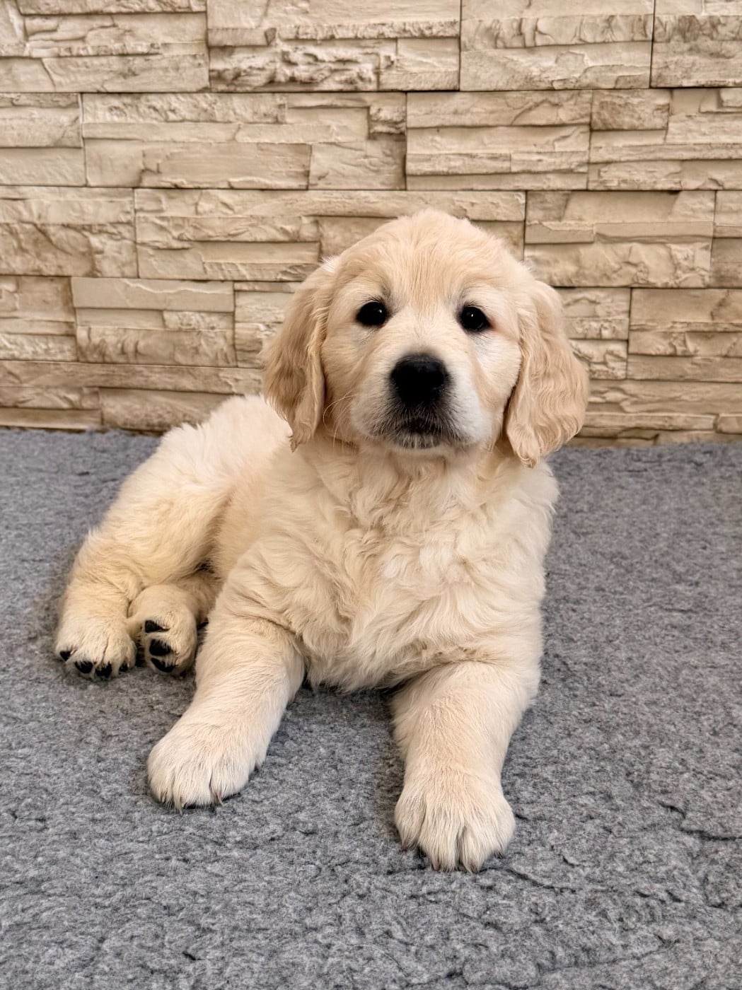 bahia - Golden Retriever