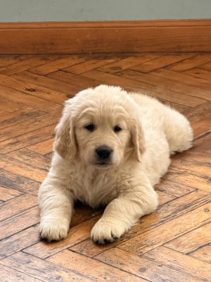 Les chiots de Golden Retriever