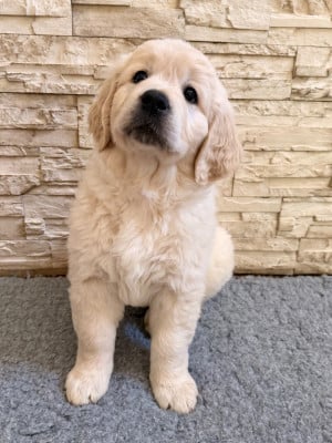 Les chiots de Golden Retriever