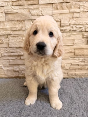 Les chiots de Golden Retriever